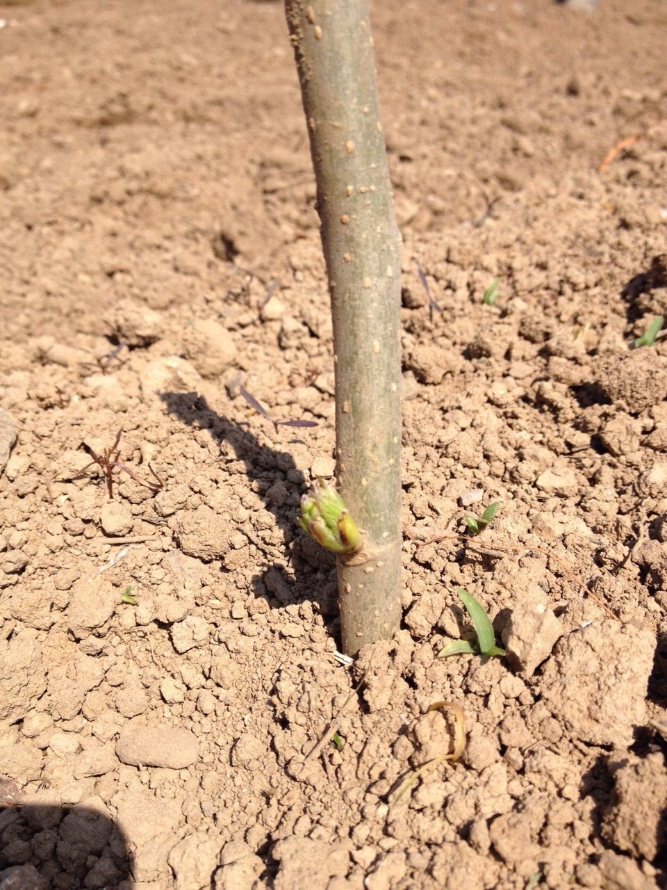 芽が吹いている