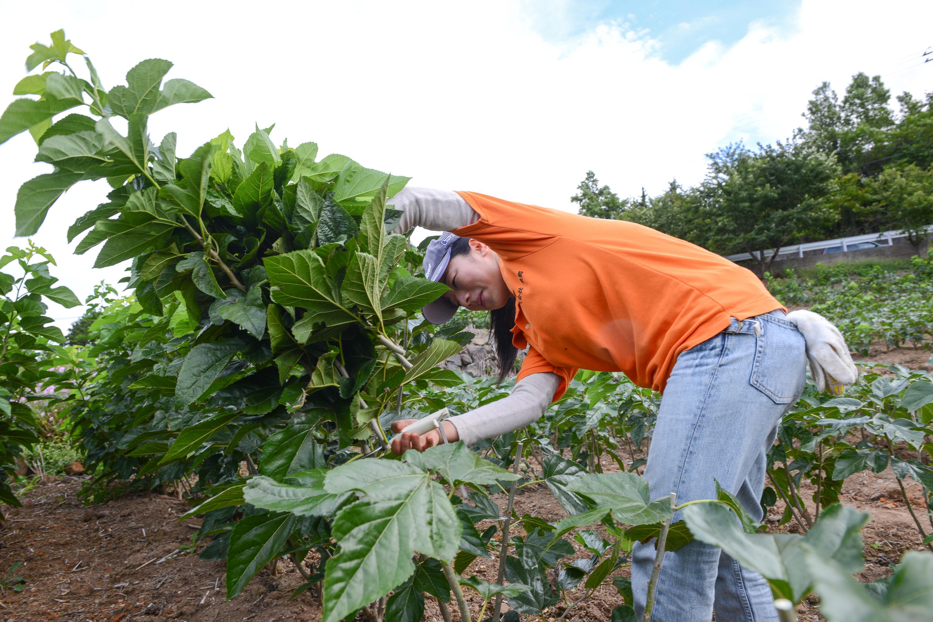 2万本新植桑の収穫2013