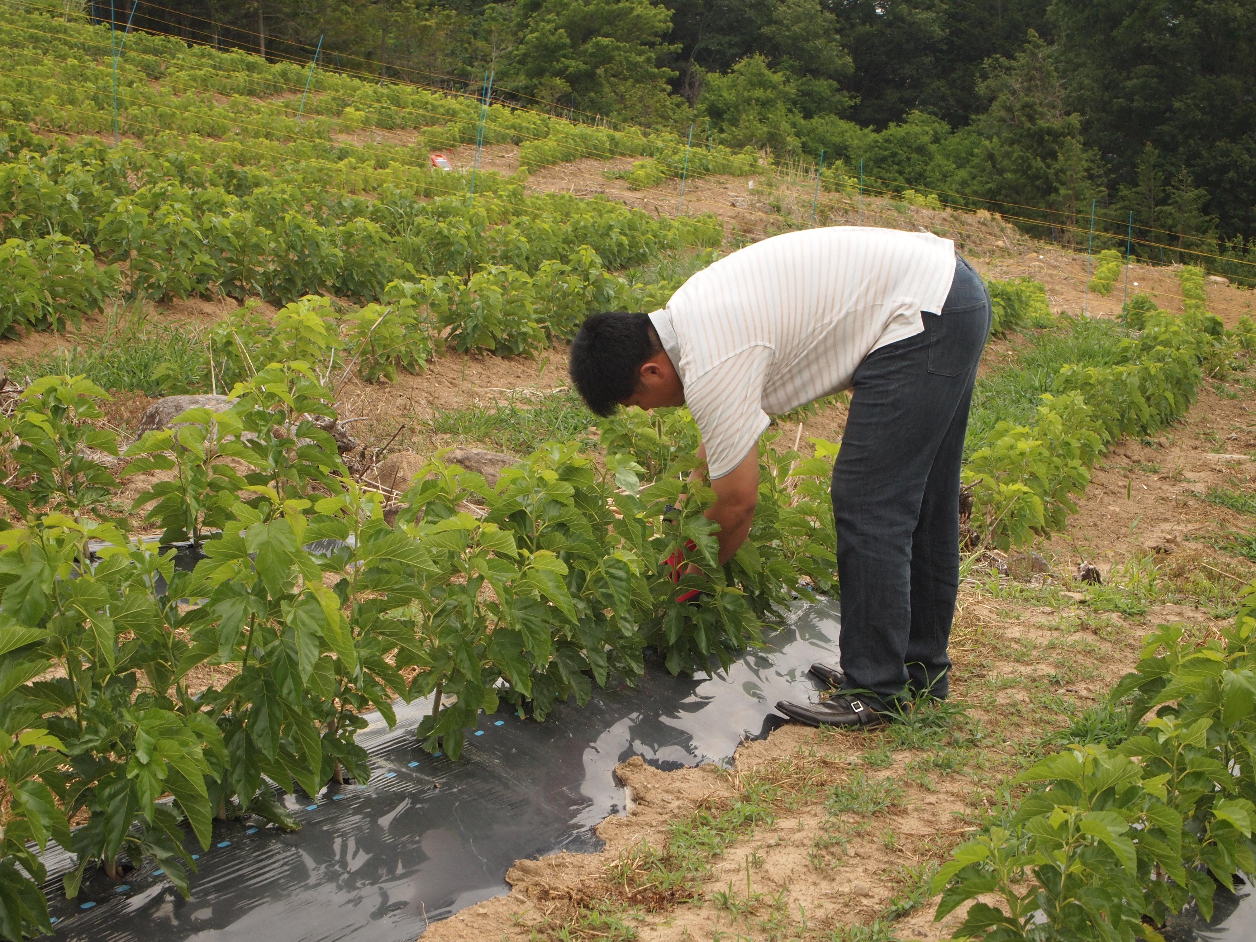 草取りをします