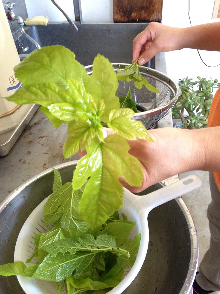 桑の新芽のてんぷら