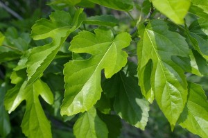 df6248972aa6b39e7b4856a26b7bcbaf