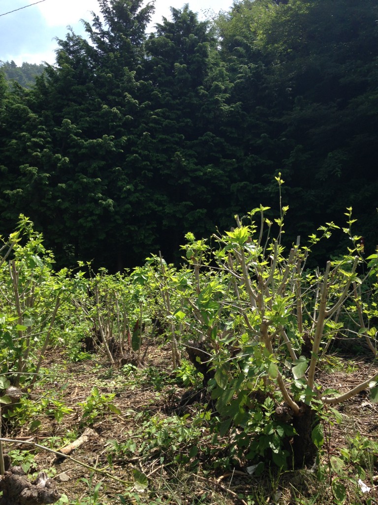 写真 2015-07-25 10 43 56