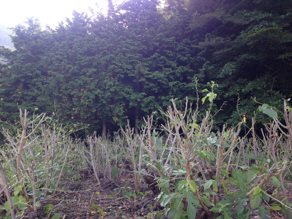 写真 2015-07-15 7 13 41