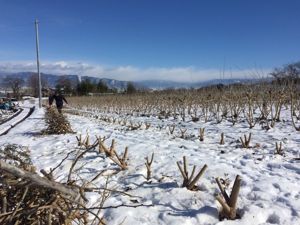 写真 2016-01-20 11 48 52