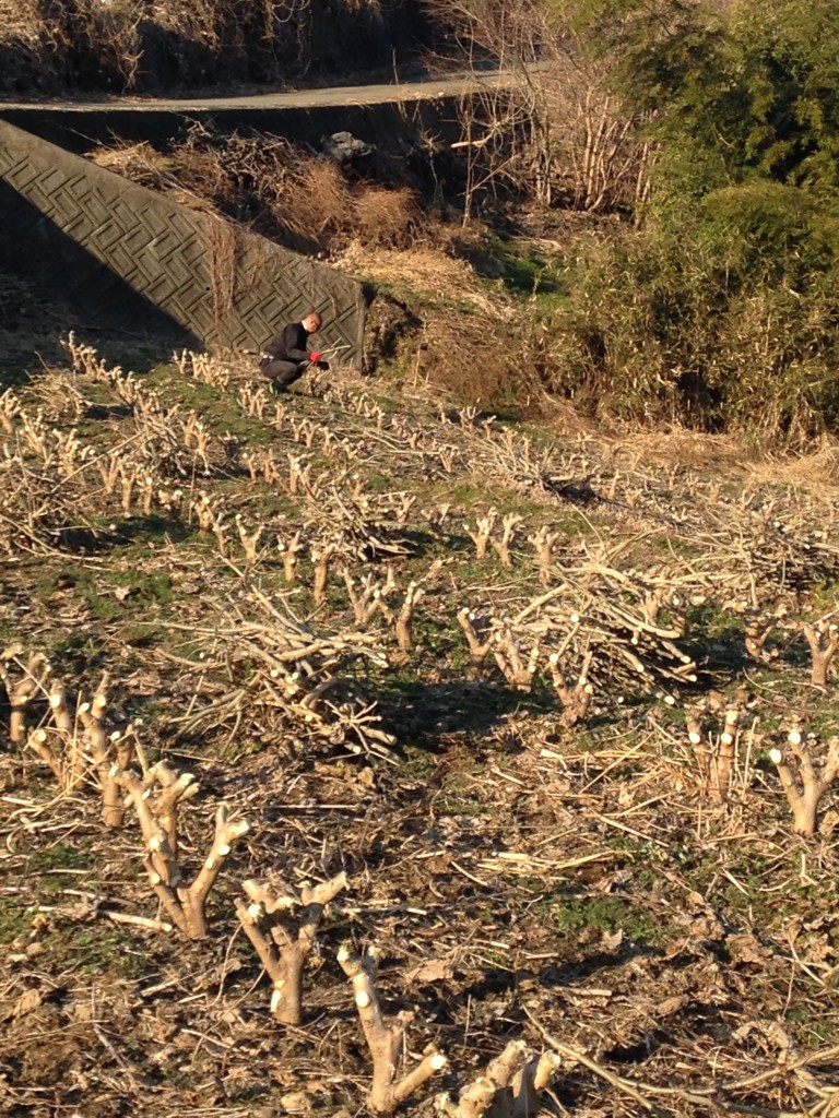 写真 2016-02-04 15 40 28