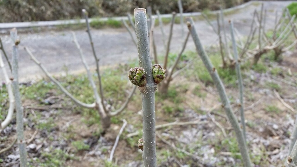 写真 2016-04-06 11 02 40