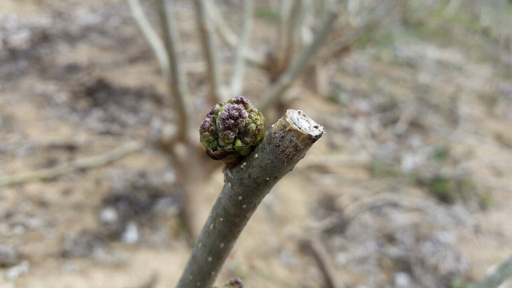 写真 2016-04-06 11 02 47