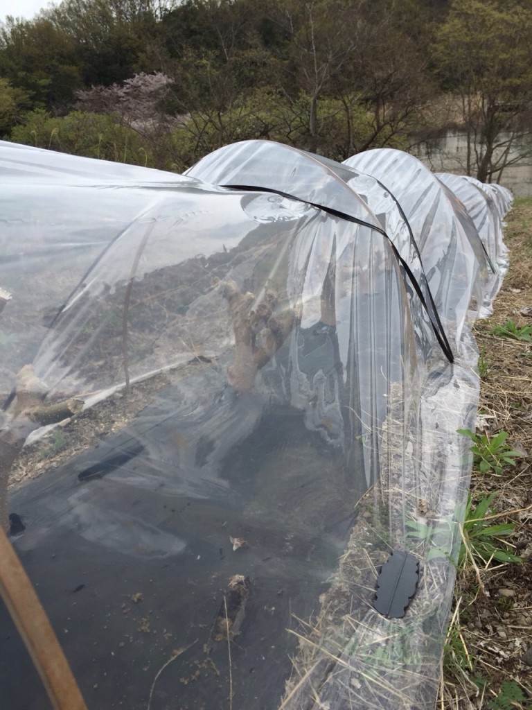 写真 2016-04-08 15 55 30