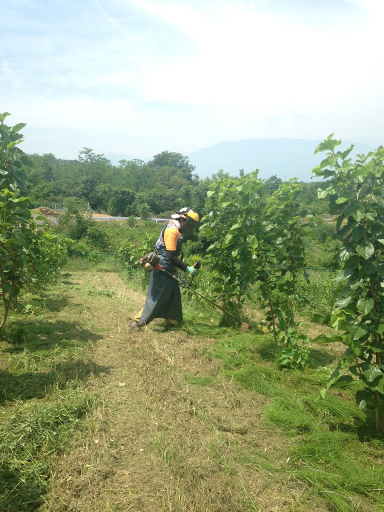 写真 2016-05-24 11 02 41