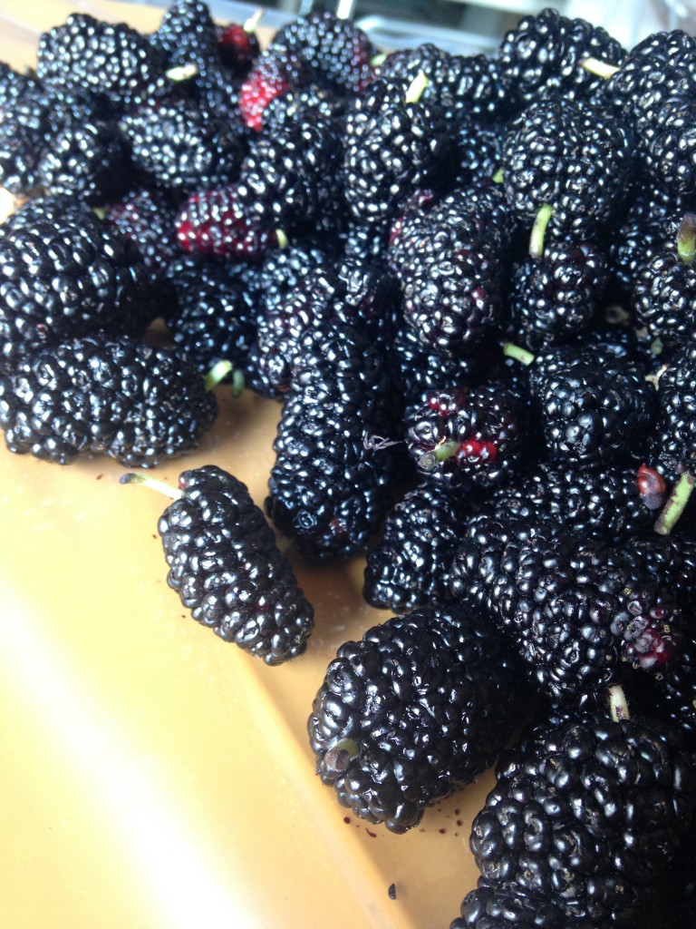 写真 2016-05-26 13 00 31