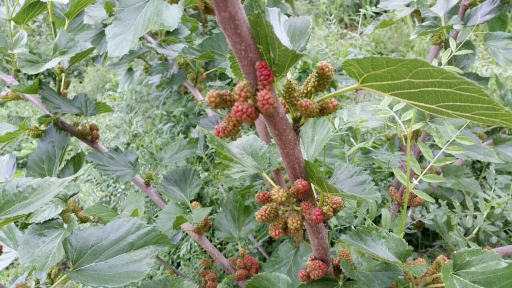 写真 2016-05-16 18 16 29