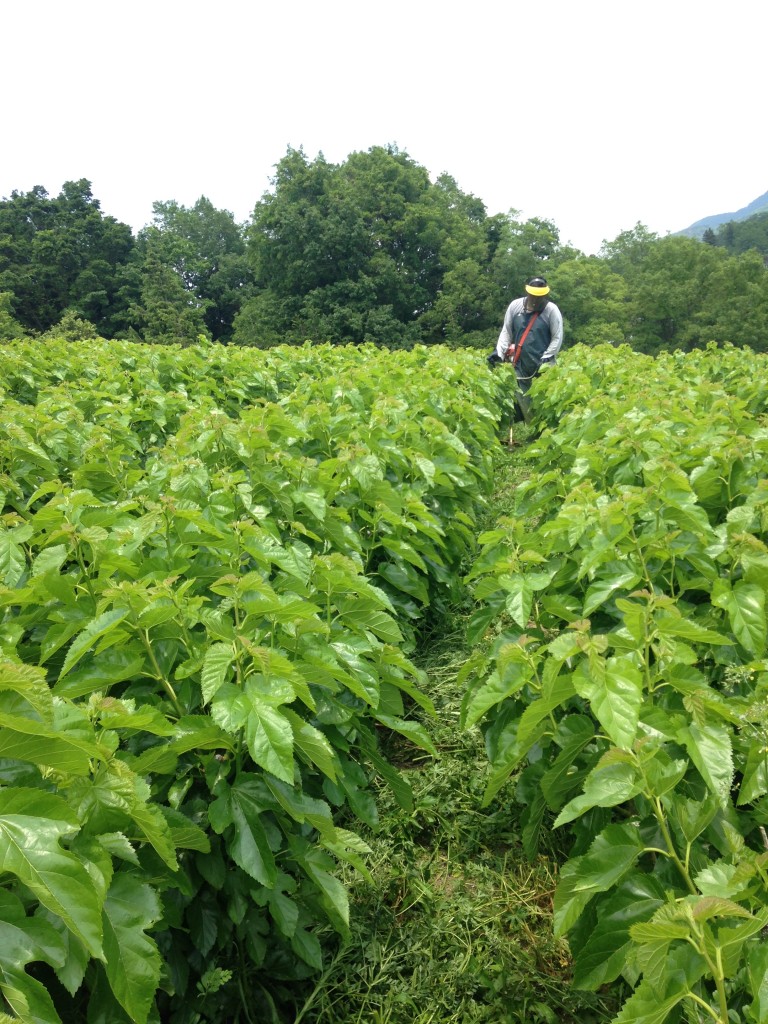 写真 2016-05-14 11 56 10