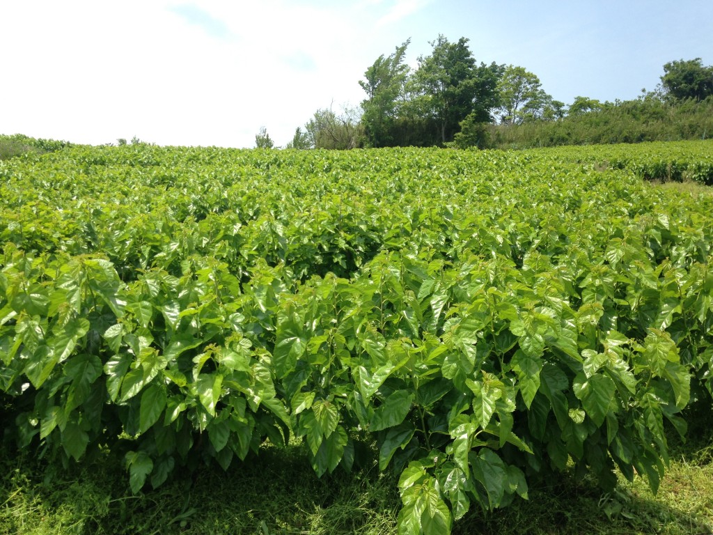 写真 2016-05-14 11 59 57