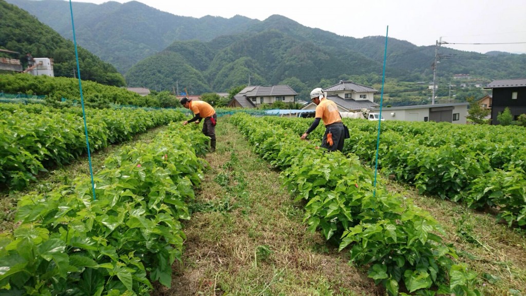 写真 2016-05-20 12 42 53