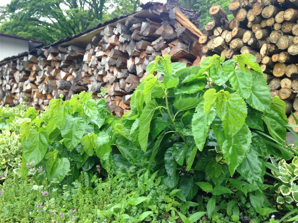 写真 2016-05-11 10 51 16