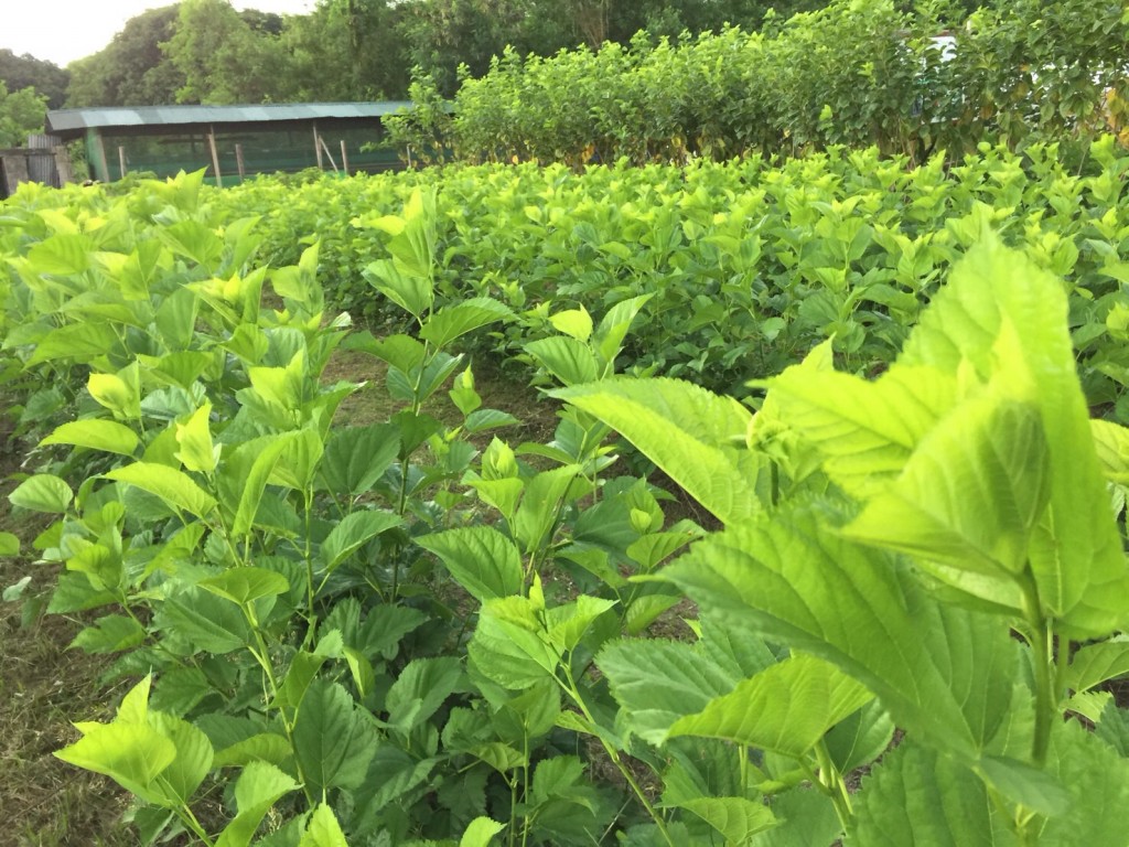 写真 2016-06-04 23 06 02