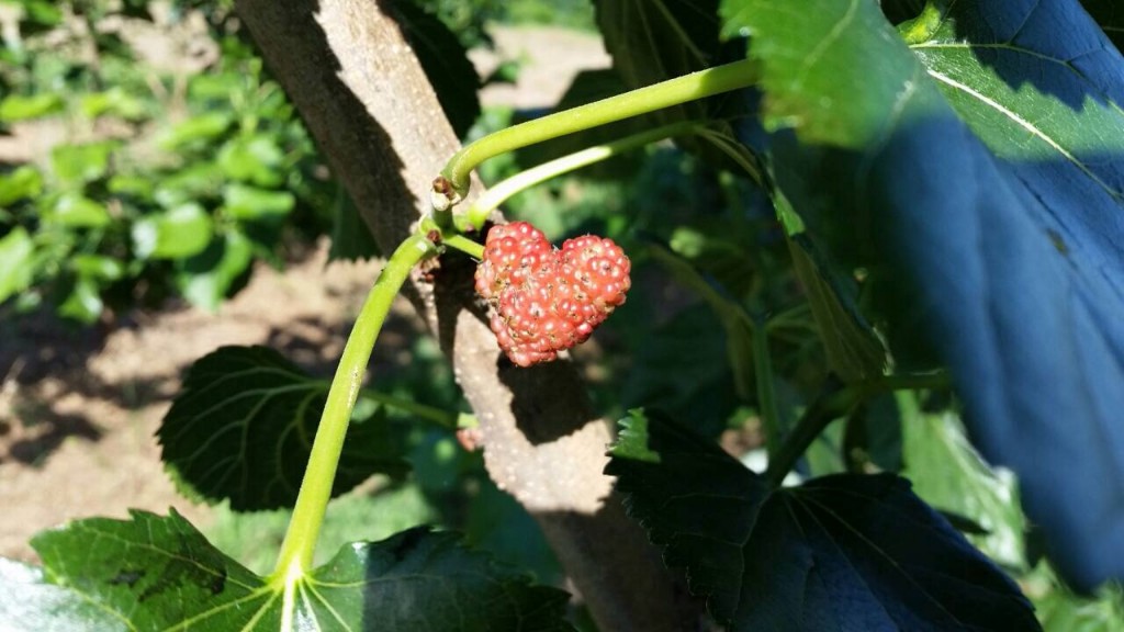 写真 2016-06-10 20 53 35