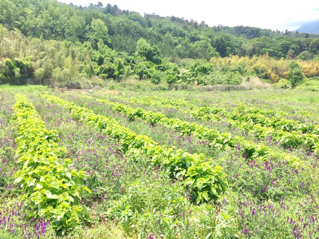 写真 2017-05-15 11 25 28