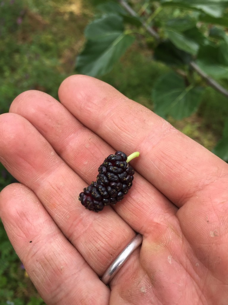 写真 2017-05-24 10 58 09