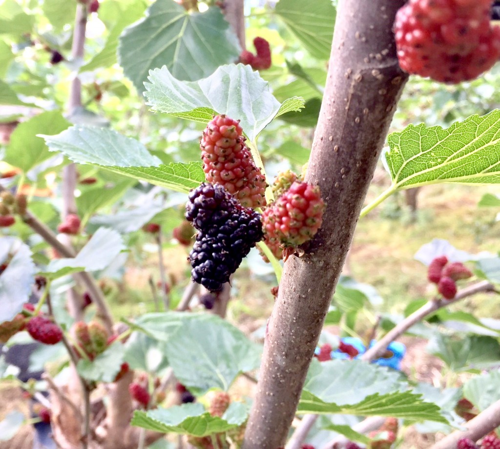 写真 2017-06-06 13 52 22