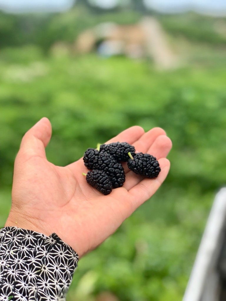 写真 2018-05-17 14 27 12