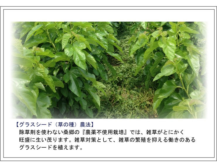 グラスシード農法