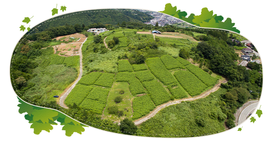 桑の原産地山梨から全国へ 私達のこだわり製法によりまろやかでさらりとしたおいしい桑茶をお届け。